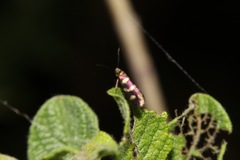 Micropterix aureatella