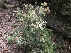 Neolitsea sericea