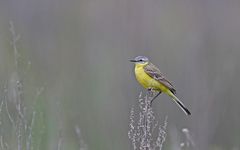 Motacilla flava flava