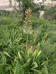 Eremurus tianschanicus