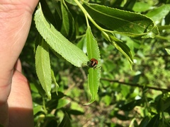 Cryptocephalus octopunctatus