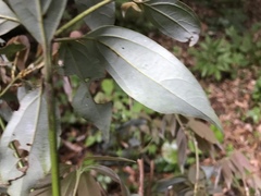 Neolitsea sericea