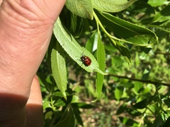 Cryptocephalus octopunctatus