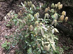 Neolitsea sericea