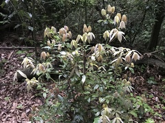 Neolitsea sericea