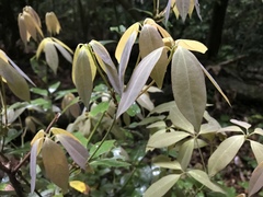 Neolitsea sericea