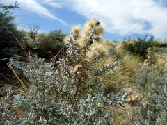 Baccharis artemisioides