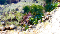 Ellisolandia elongata