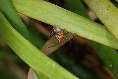 Gminatus australis