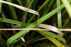 Gminatus australis
