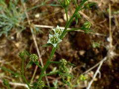 Thesium divaricatum