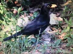 Turdus merula