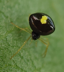 Theridula
