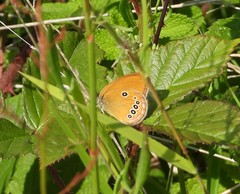 Coenonympha oedippus