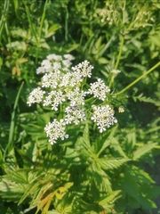 Dilophus febrilis