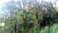 Olearia fragrantissima