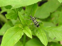 Chlorophorus macaumensis