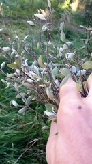 Olearia fragrantissima