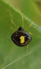 Theridula