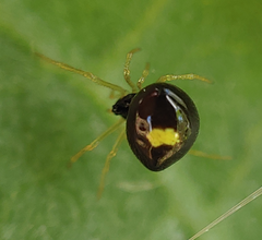 Theridula