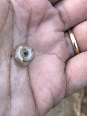 Eopolita protensa