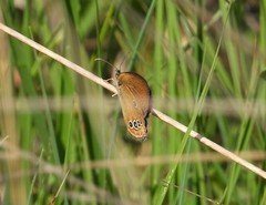 Coenonympha oedippus