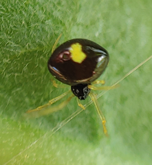 Theridula