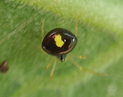 Theridula