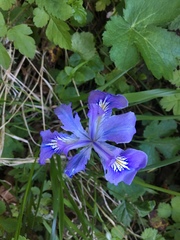 Iris tenax