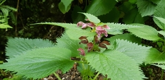 Lamium orvala