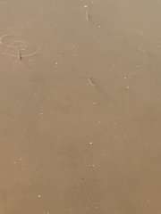 Scardinius erythrophthalmus