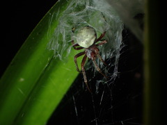 Araneus horizonte