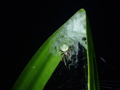 Araneus horizonte