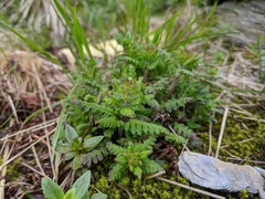 Pedicularis refracta transmorrisonensis