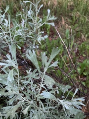 Artemisia tripartita