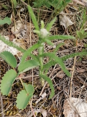 Achillea asiatica