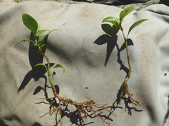 Sarcococca ruscifolia