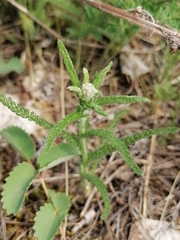 Achillea asiatica
