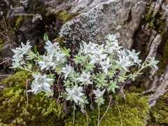Leontopodium microphyllum