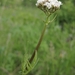 Valeriana dubia - Photo (c) Павел Голяков, some rights reserved (CC BY-NC), uploaded by Павел Голяков
