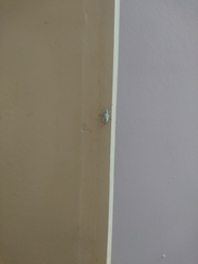 Myllocerus undecimpustulatus