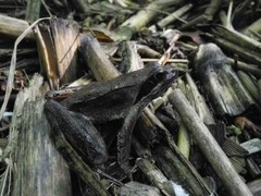 Rana latastei