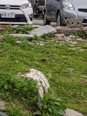 Tarsiger johnstoniae