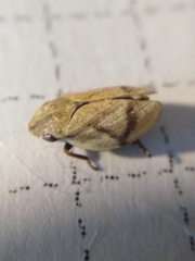 Lepyronia coleoptrata