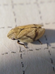 Lepyronia coleoptrata