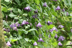 Clematis viticella