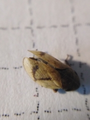 Lepyronia coleoptrata