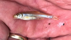 Notropis ammophilus
