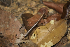 Macromusonia major