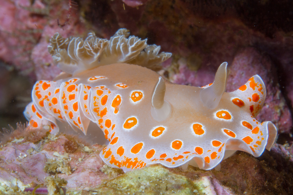 Marisla's Chromodorid